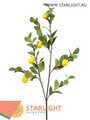 Ветка лимона  с плодами